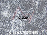 C-33 A[C33A; C33a; C33-A]宫颈癌细胞