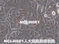 NCI-H661【H661; H-661; NCIH661】人大细胞肺癌细胞