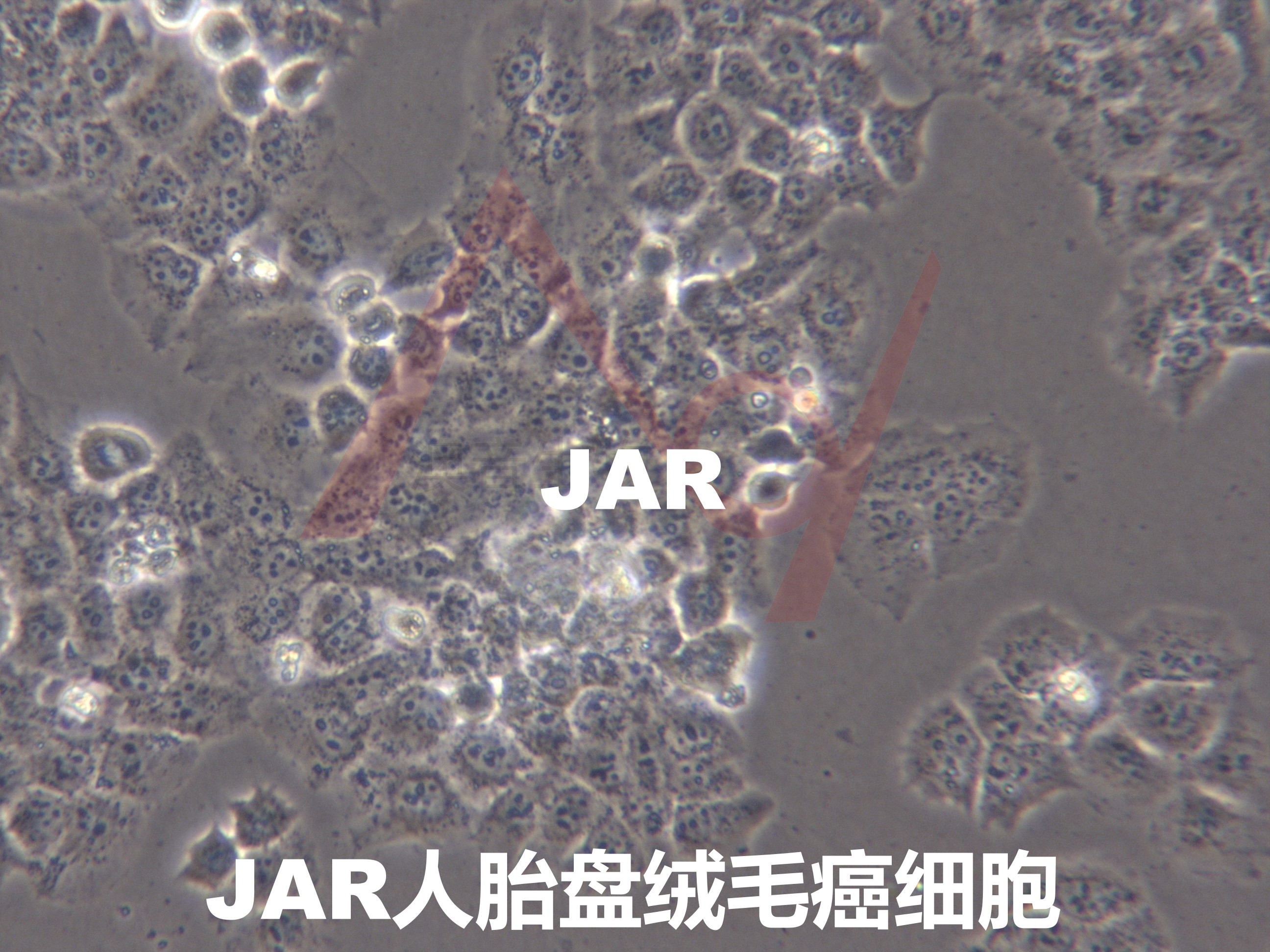JAR[Jar; JAr; JaR]人胎盘绒毛癌细胞