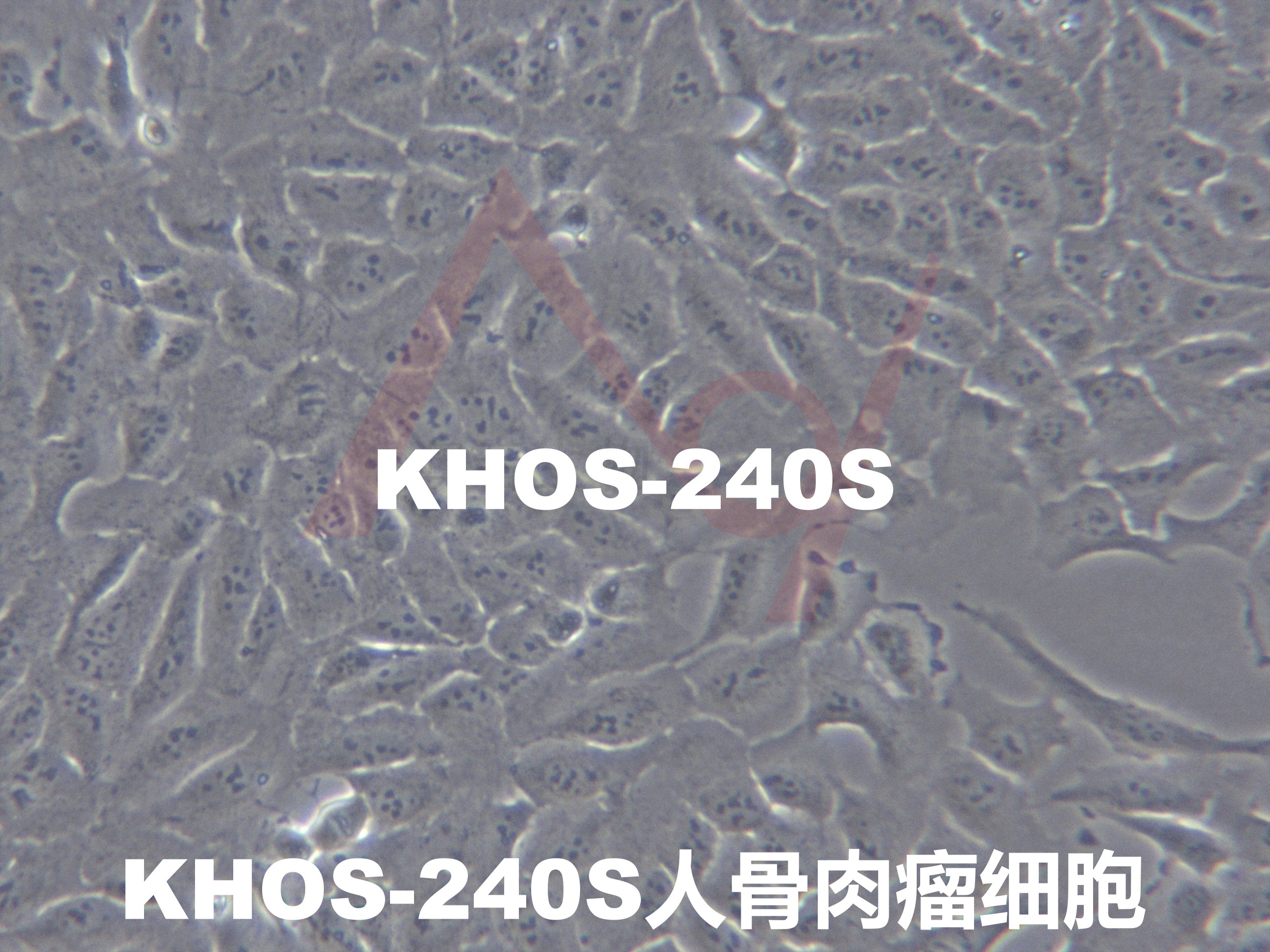 KHOS-240S[KHOS240S] 人骨肉瘤细胞