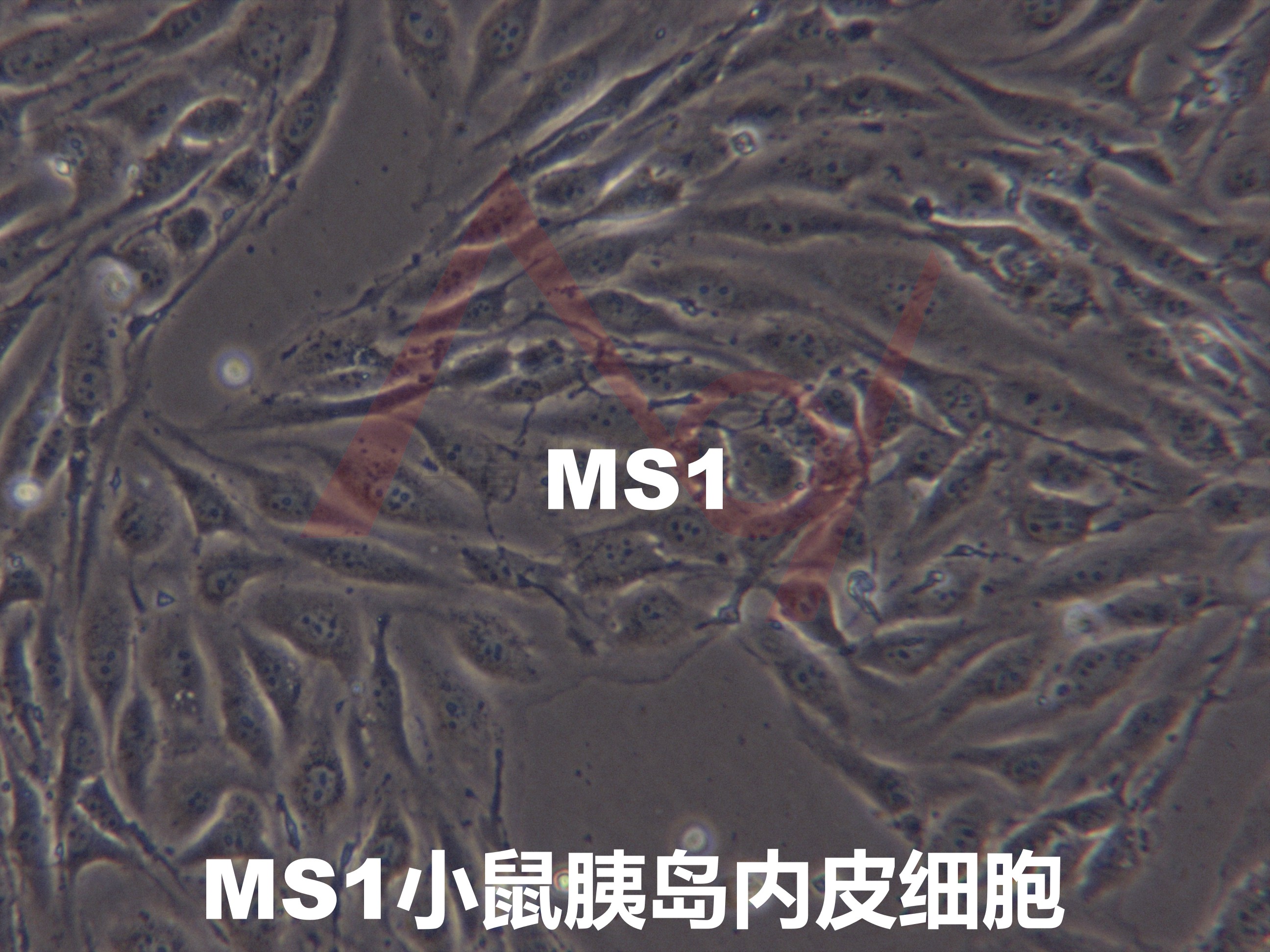 MS1[MS1；MILE SVEN 1; Mile Sven 1; MILE SVEN1]小鼠胰岛内皮细胞