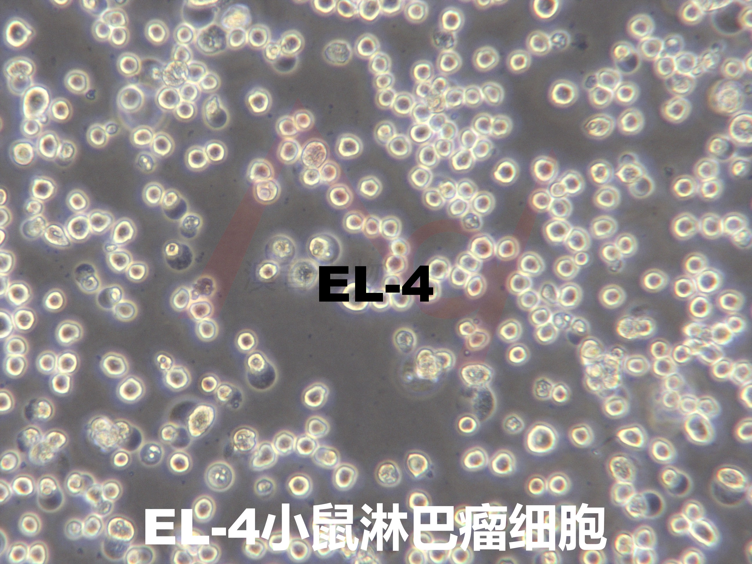 EL4[EL-4; EL 4; E.L.4]小鼠淋巴瘤细胞