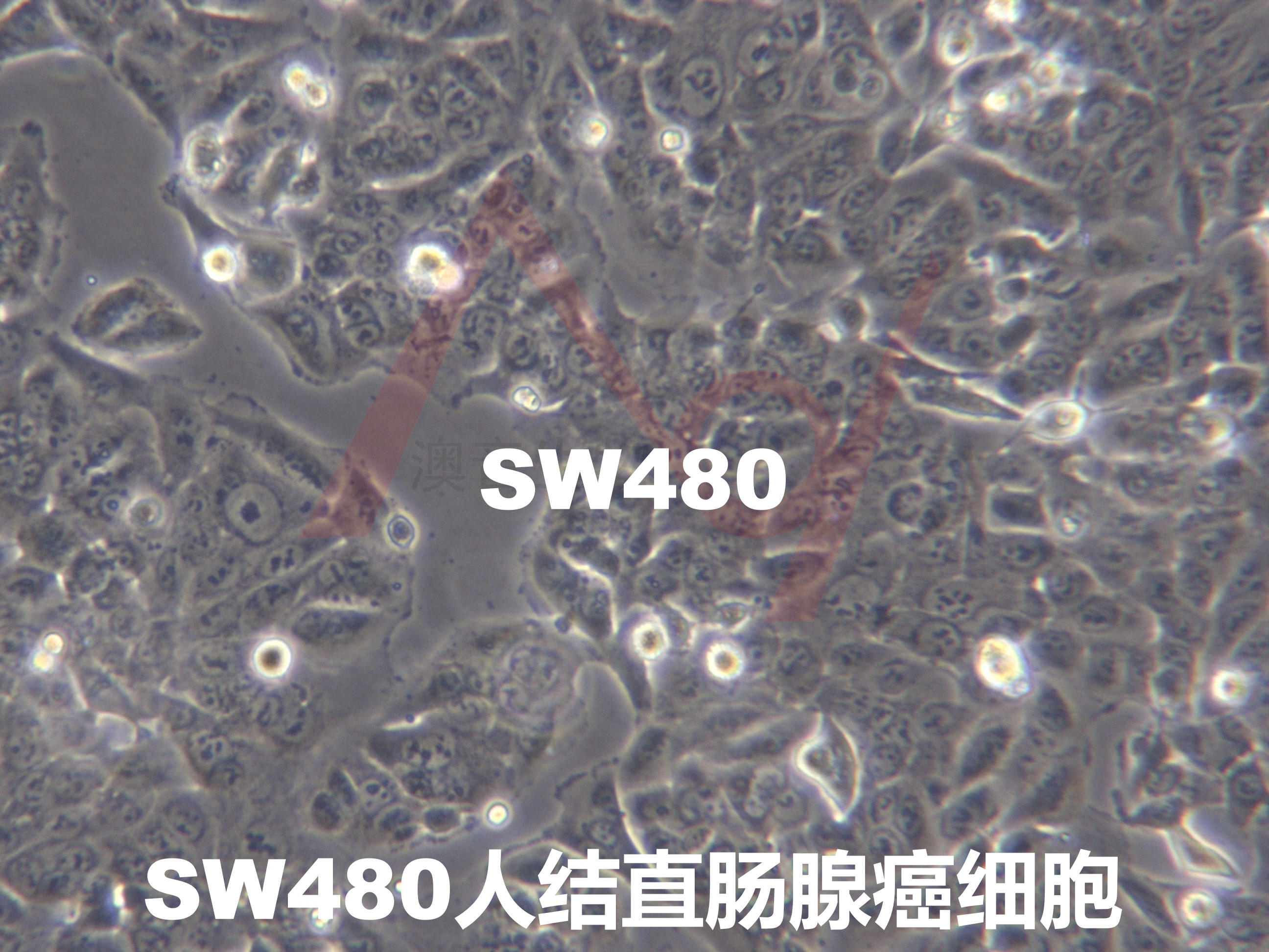 SW480 [SW-480; SW 480; SW480E]结直肠腺癌细胞