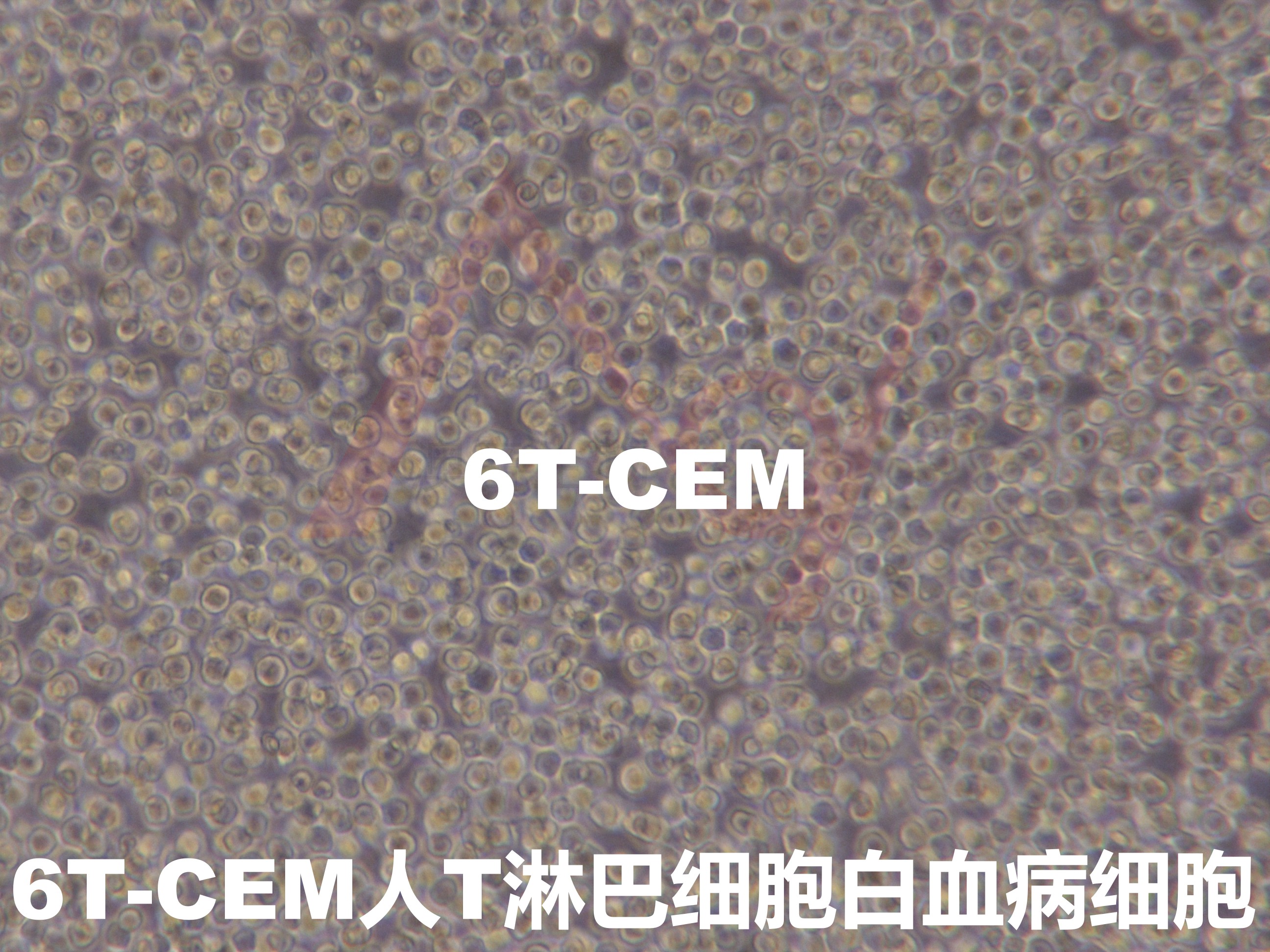 6T-CEM[	6-T CEM]人T淋巴细胞白血病细胞