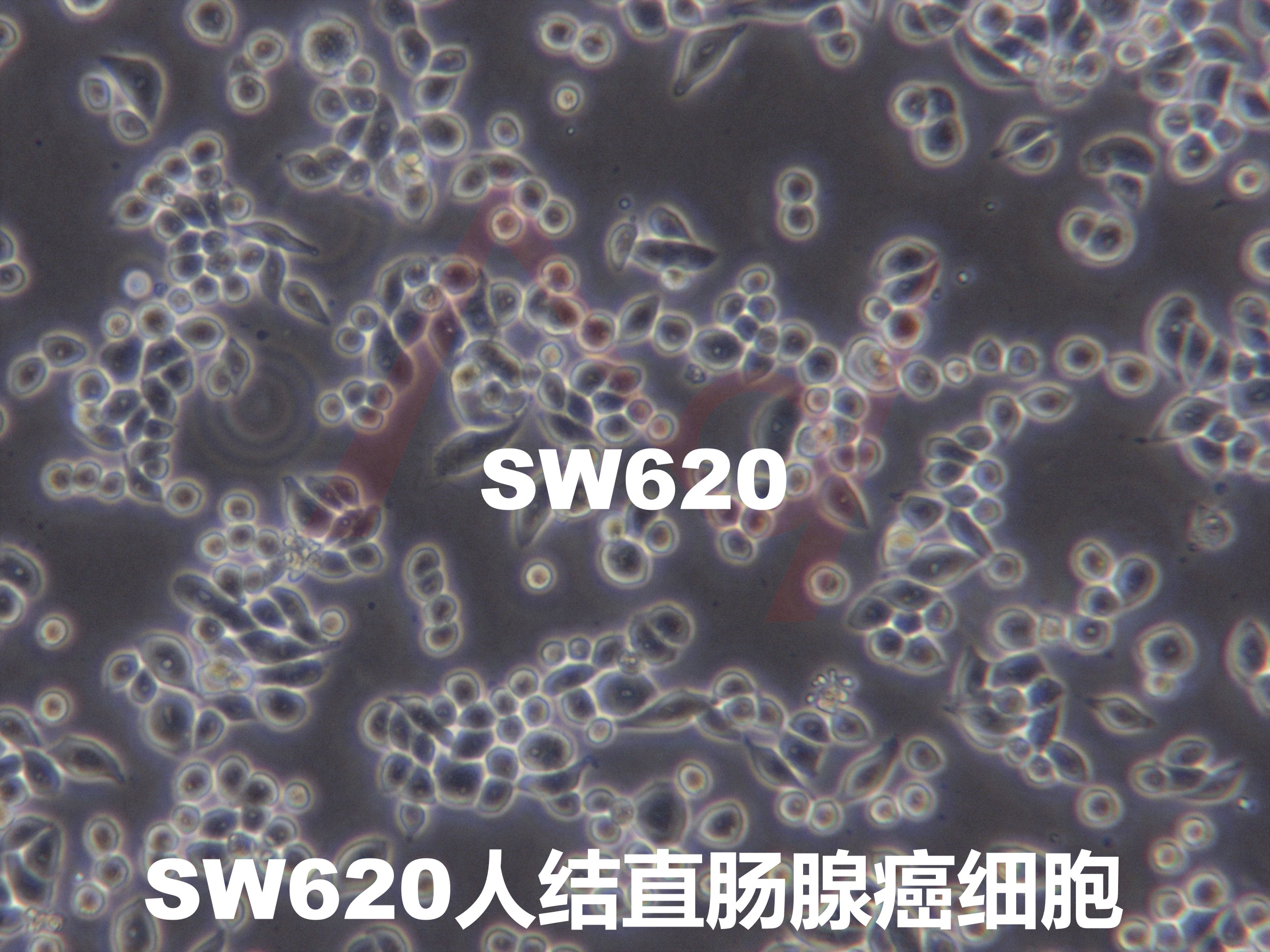 SW620【SW-620; SW 620; SW.620】人结直肠腺癌细胞