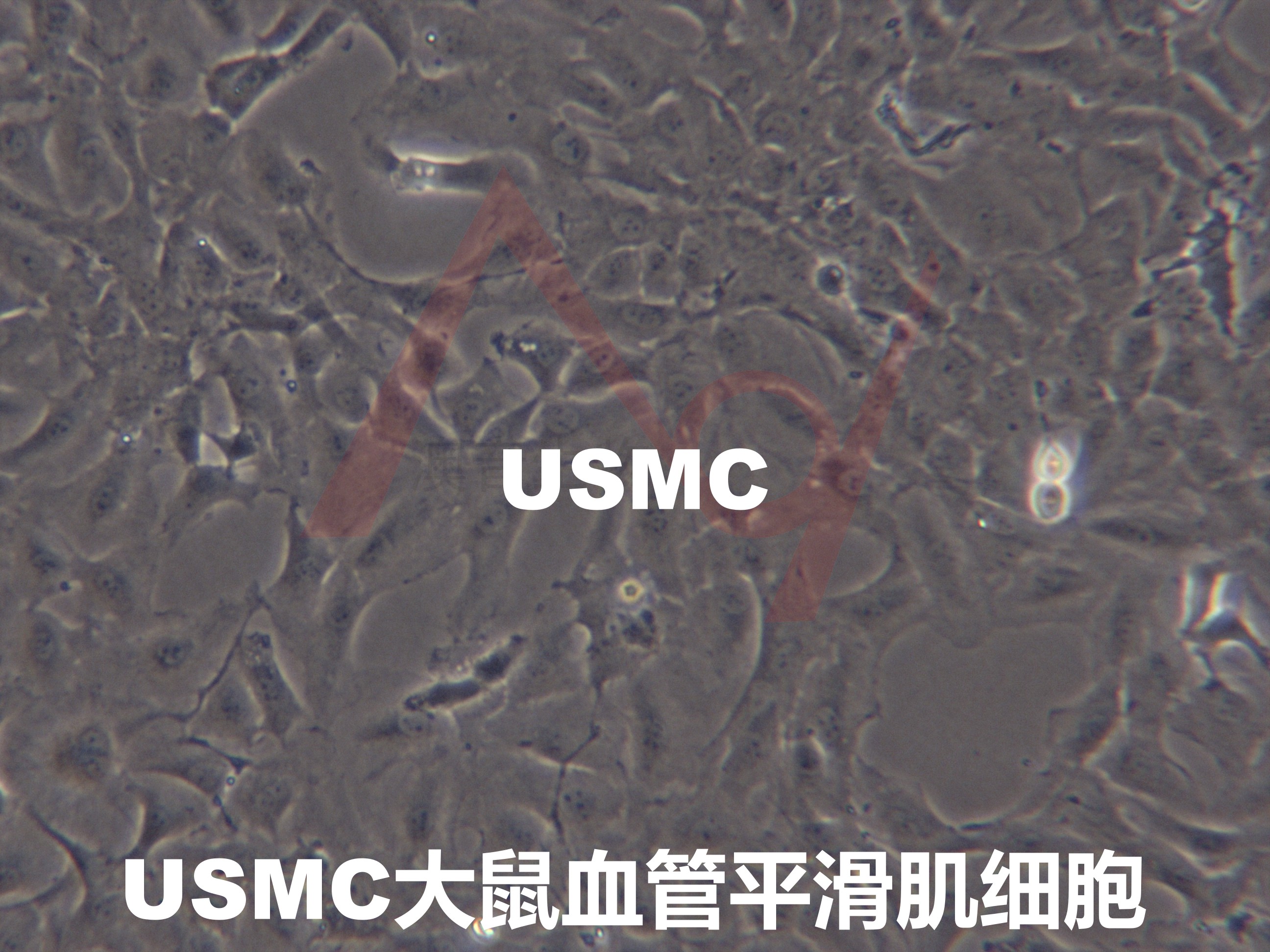 USMC大鼠血管平滑肌细胞