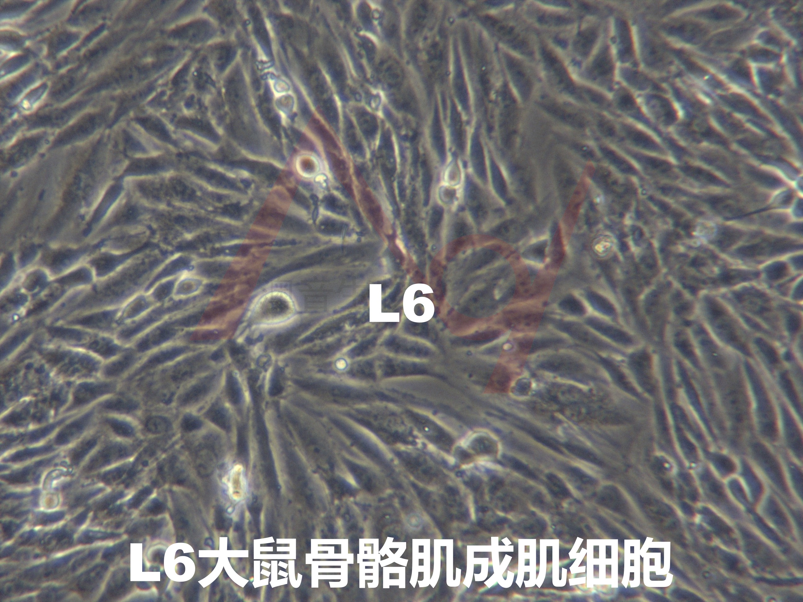 L6【L-6; L-6 myoblast】大鼠骨骼肌成肌细胞