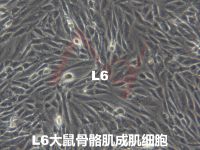 L6【L-6; L-6 myoblast】大鼠骨骼肌成肌细胞