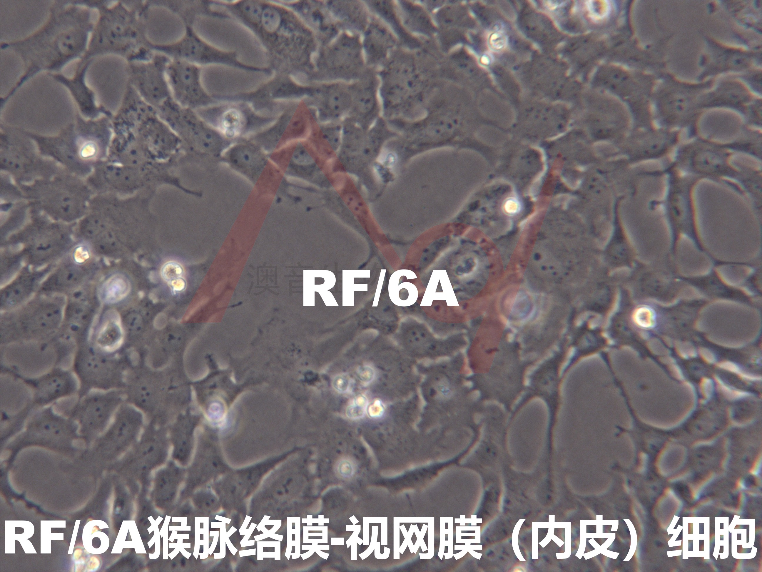 RF/6A猴脉络膜-视网膜(内皮)细胞