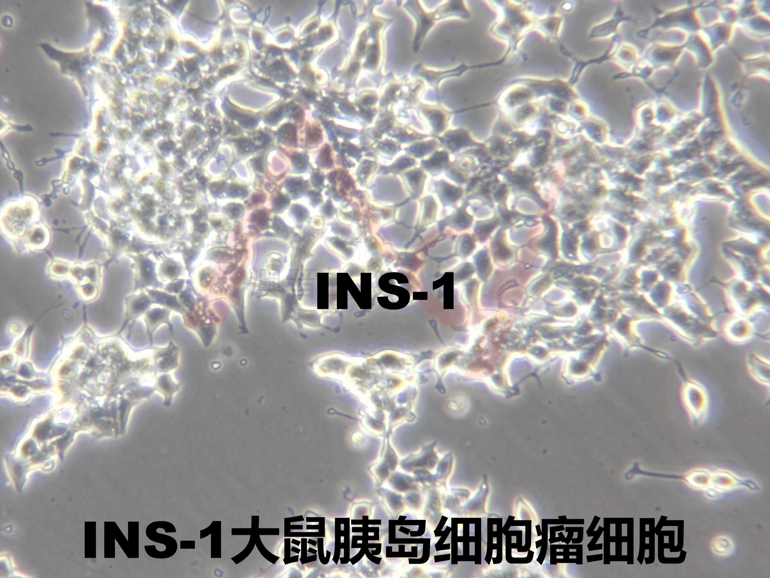 Ins 1 Ins1 大鼠胰岛细胞瘤细胞 价格 厂家 供应商 上海澳音生物科技有限公司 丁香通