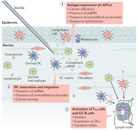 基因治疗领域的后起之秀--mRNA疫苗