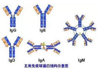 羊免疫球蛋白A酶联免疫检测试剂盒规格