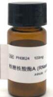 RNase A 核糖核酸酶A