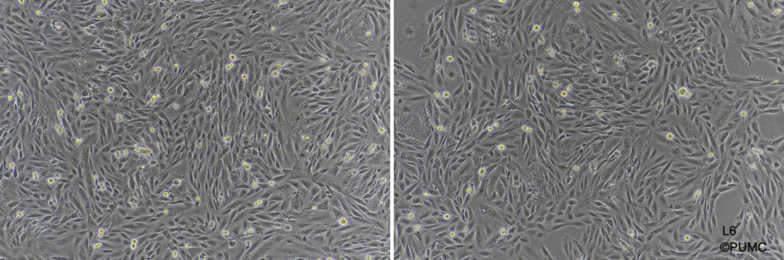L6【L-6; L-6 myoblast】大鼠骨骼肌成肌细胞