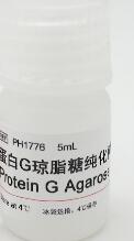 Protein G Agarose Beads / 蛋白G琼脂糖珠