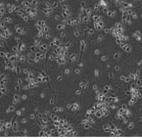 小鼠皮质神经元