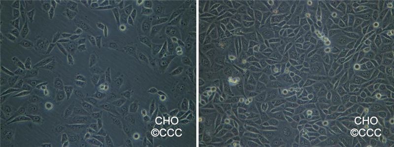 CHO[Chinese Hamster Ovary; CHO-ori]仓鼠卵巢细胞价格,详情介绍-960化工网 – 960化工网