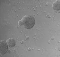 小鼠神经干细胞