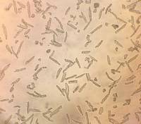 小鼠心肌细胞(成年)