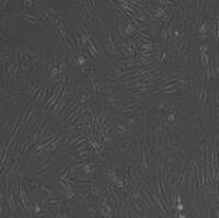 小鼠主动脉平滑肌细胞