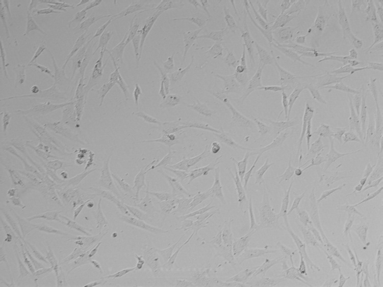 小鼠骨髓内皮祖细胞