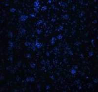 小鼠心肌细胞(新生)