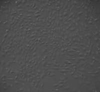 小鼠心脏微血管内皮细胞