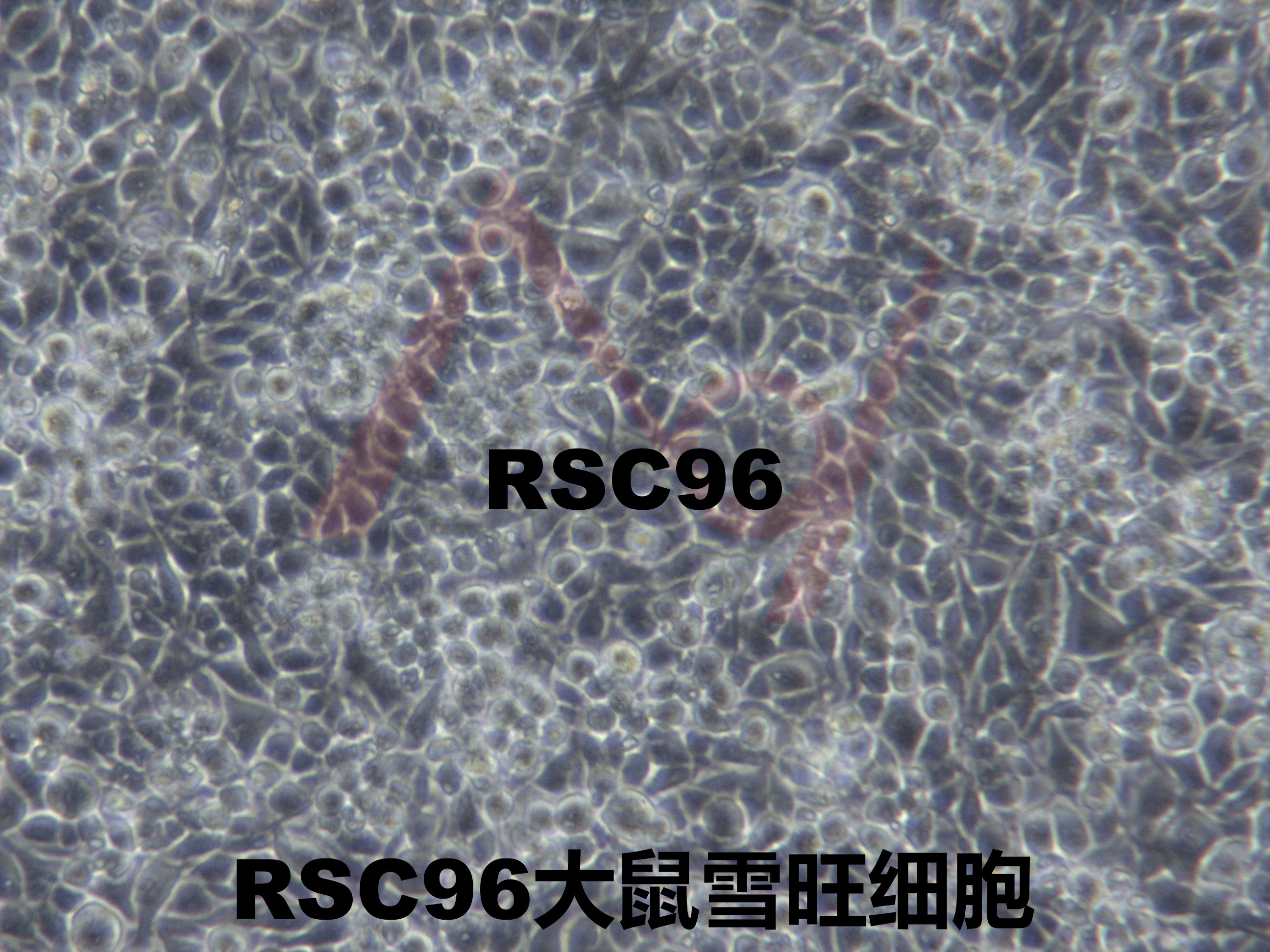 RSC96【Rsc96; RSC 96; RSC-96】大鼠雪旺细胞