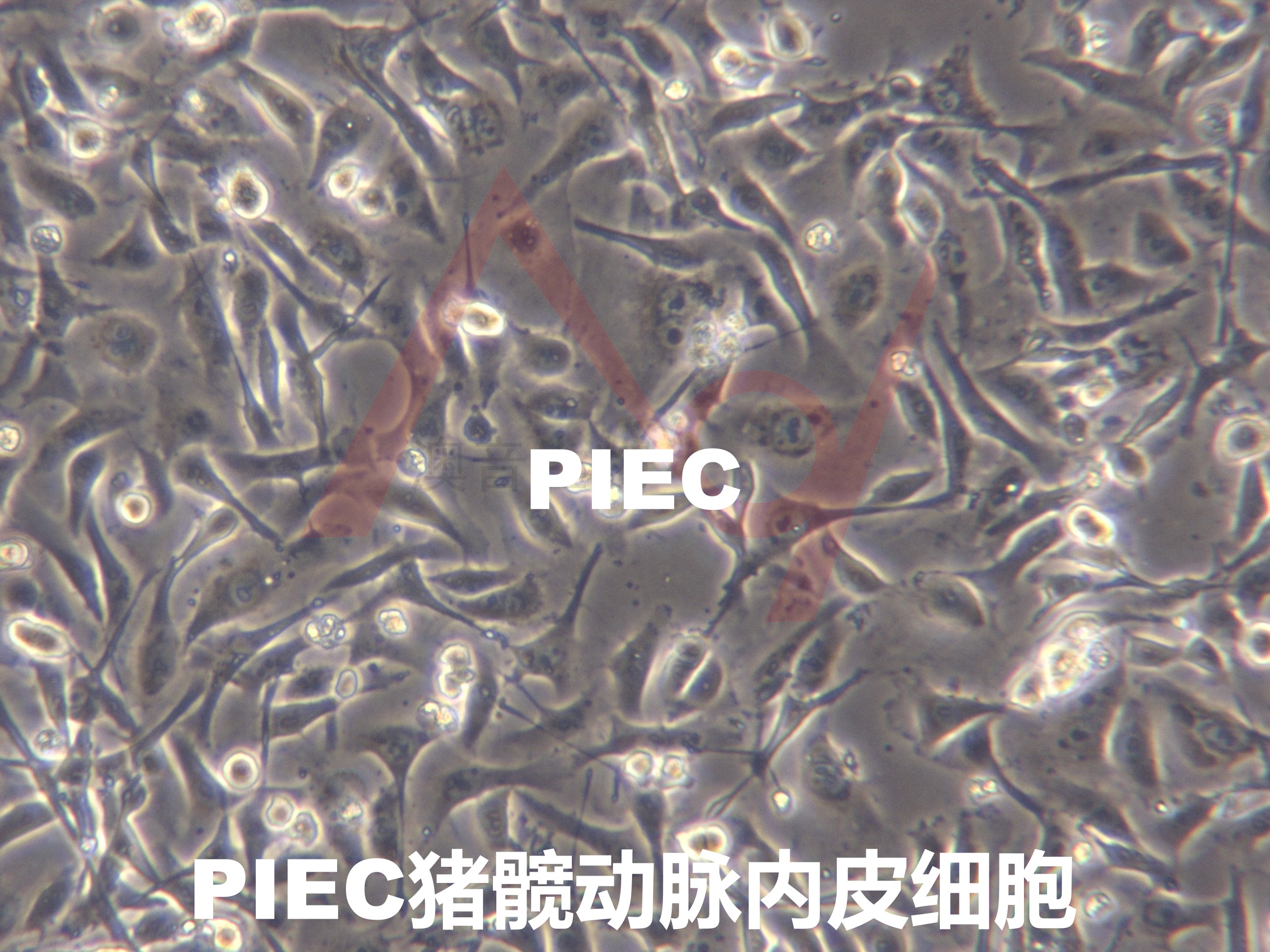 PIEC猪髋动脉内皮细胞