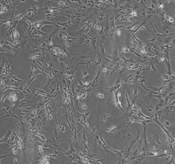 小鼠脑星形胶质细胞