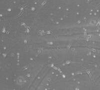 小鼠海马神经元