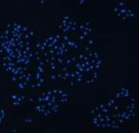 小鼠胆管上皮细胞