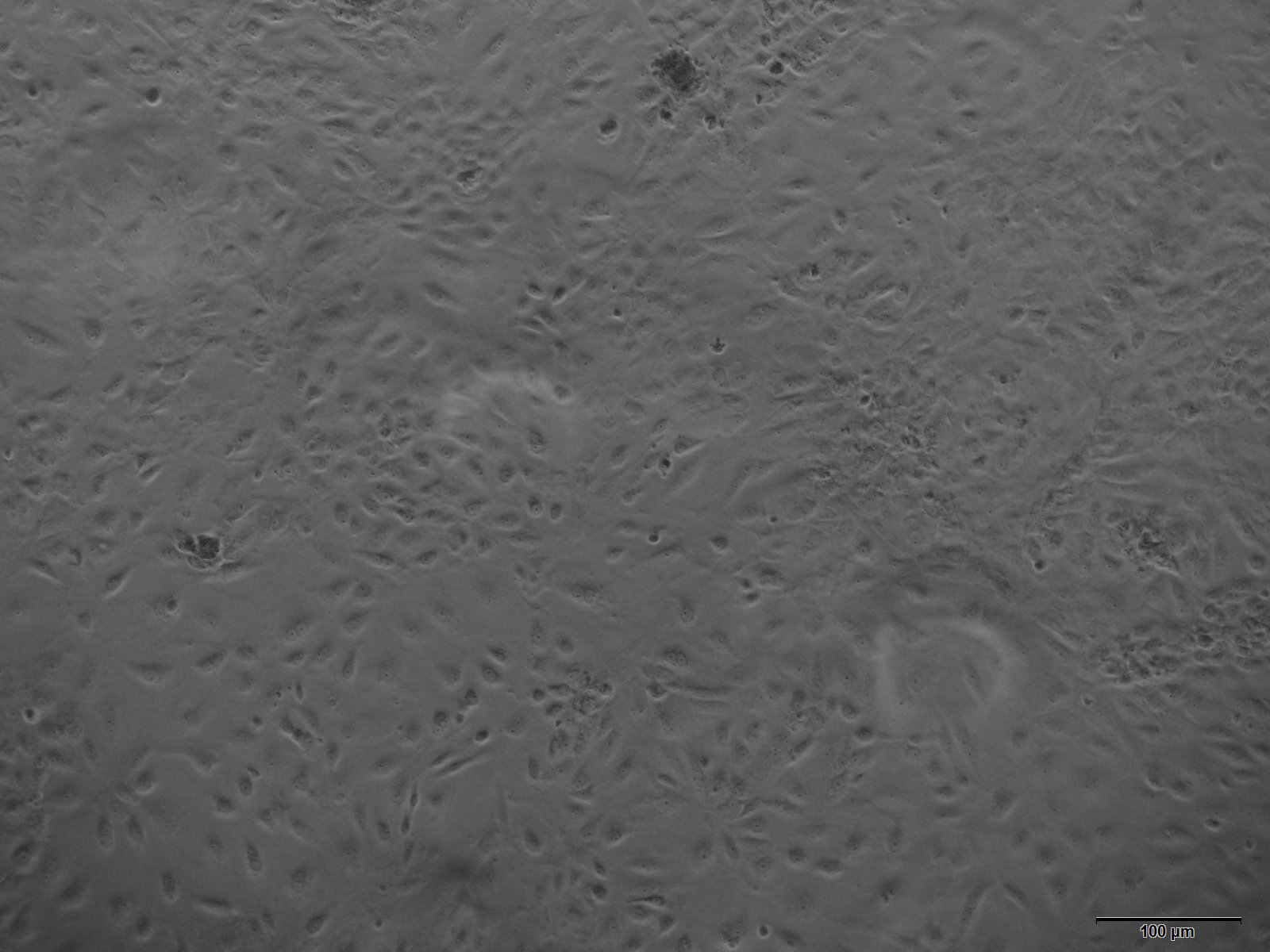 大鼠肾小球上皮细胞