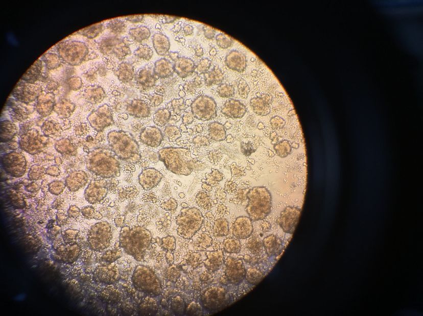 大鼠胰岛细胞