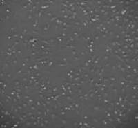 小鼠肺微血管内皮细胞