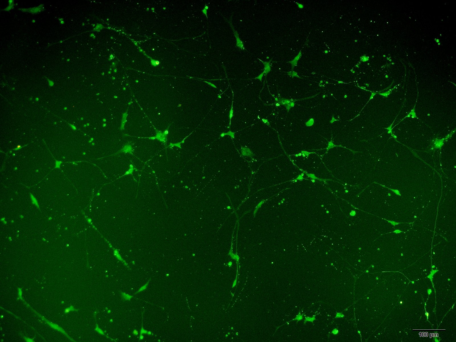 大鼠海马神经元