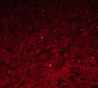 小鼠主动脉内皮细胞