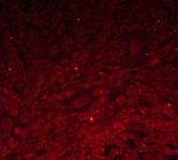 小鼠主动脉内皮细胞