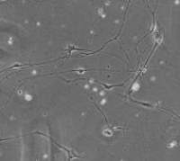 小鼠脊髓神经元