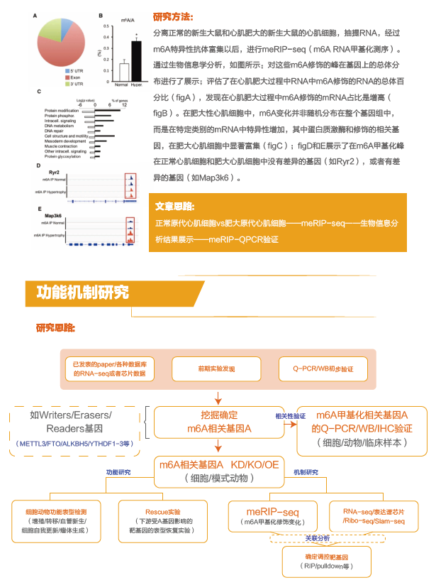 m6A全转录组测序(还提供m5C,m1A,m7G等RNA修饰