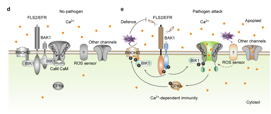 nature磷酸化修饰揭示植物免疫中钙通道及其调控机制