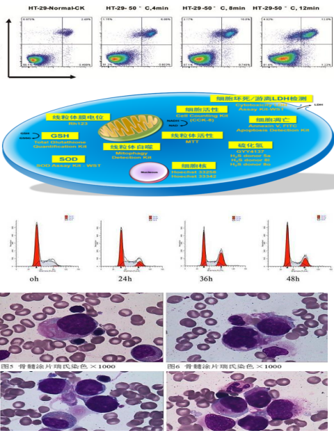 苏丹红IV染色试剂盒