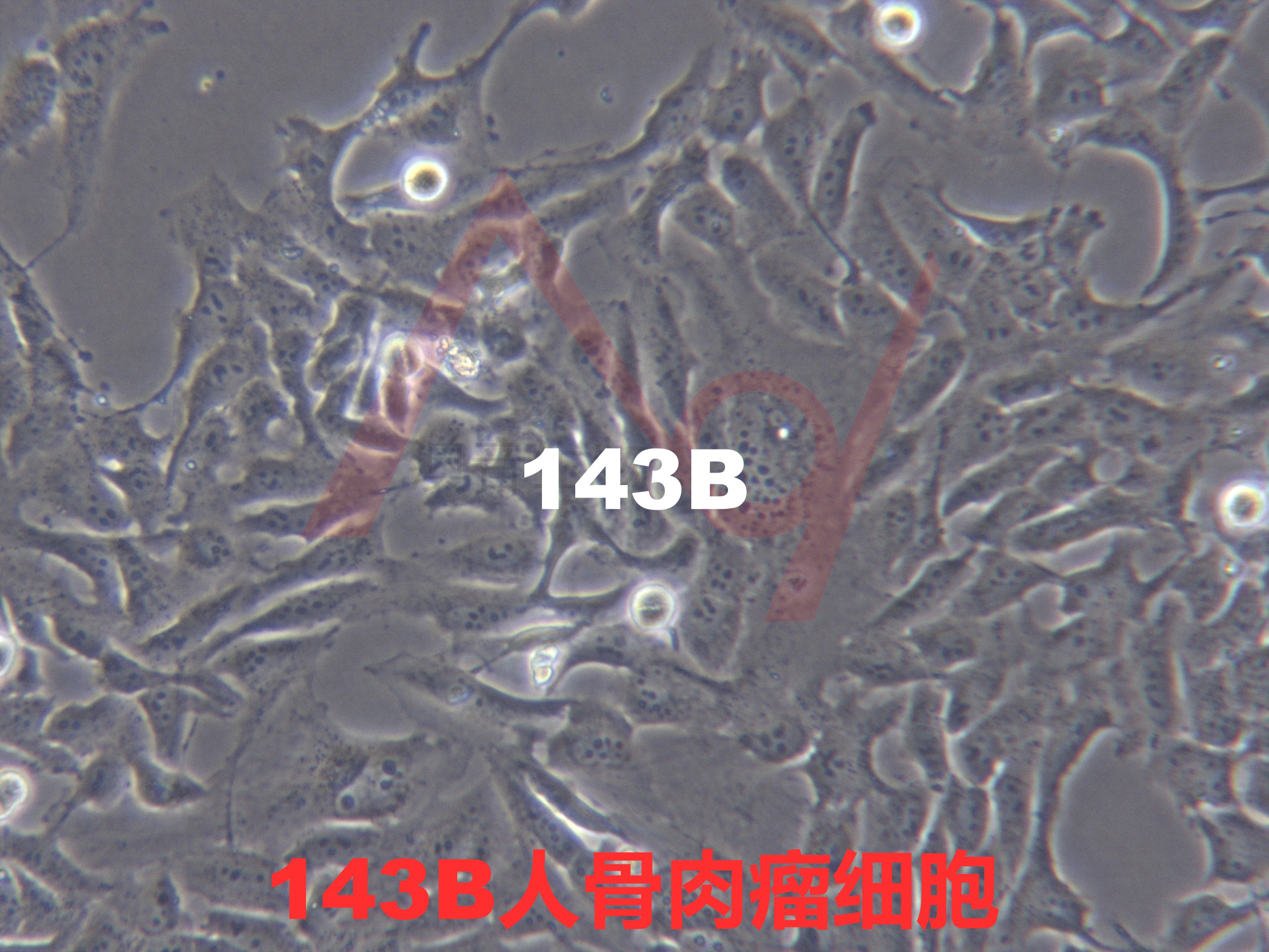 143B【143b; 143 B; 143B TK-; 143BTK-; 143TK-; HOS-143B; HOS-143b; GM05887; GM05887A】 人骨肉瘤细胞（胸腺激酶缺陷细胞）