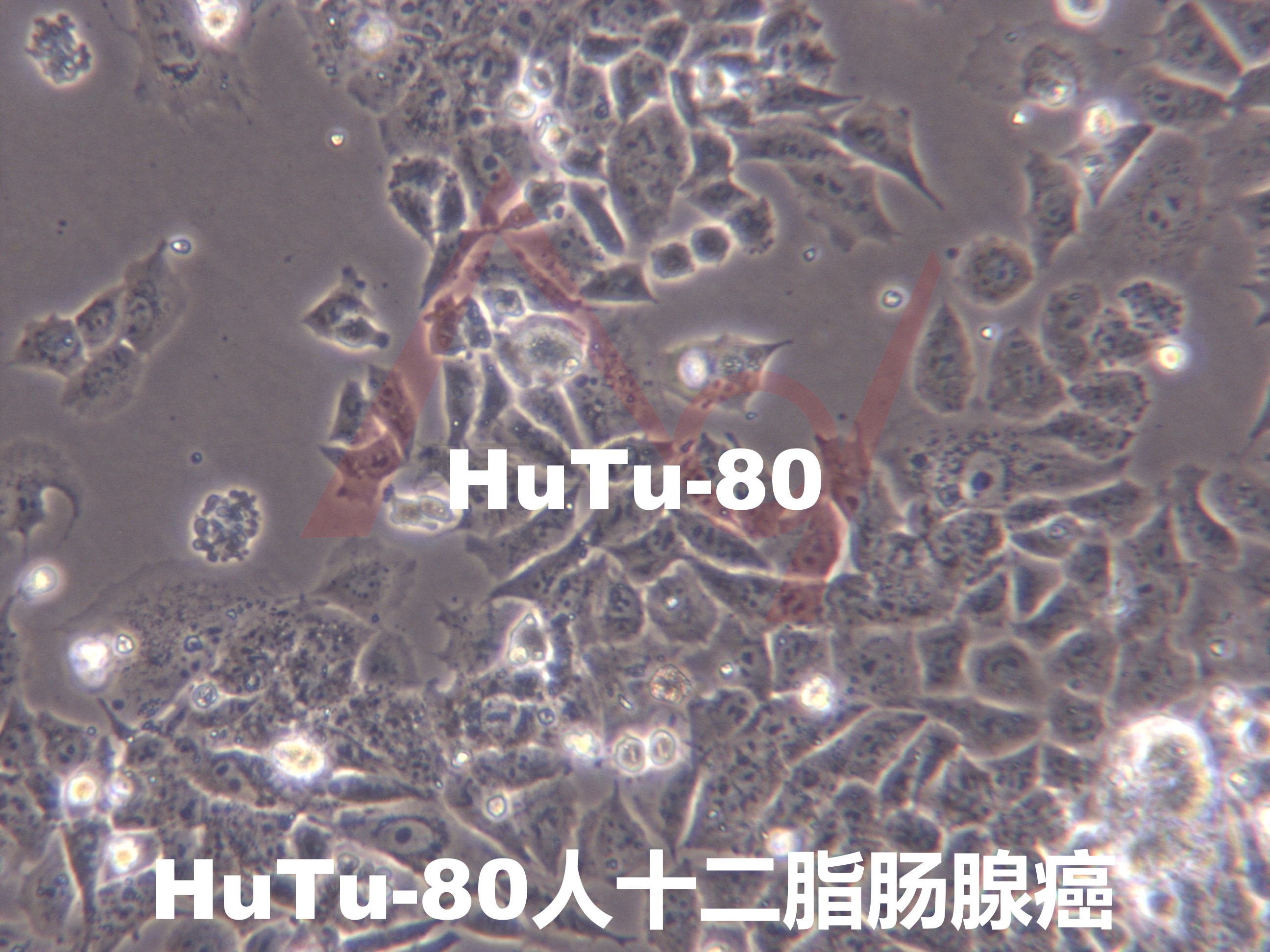 HuTu-80【HUTU 80; Hutu 80; HuTu-80; HUTU-80; Hutu-80; HUTU80; HuTu80; Hutu80】十二脂肠腺癌；