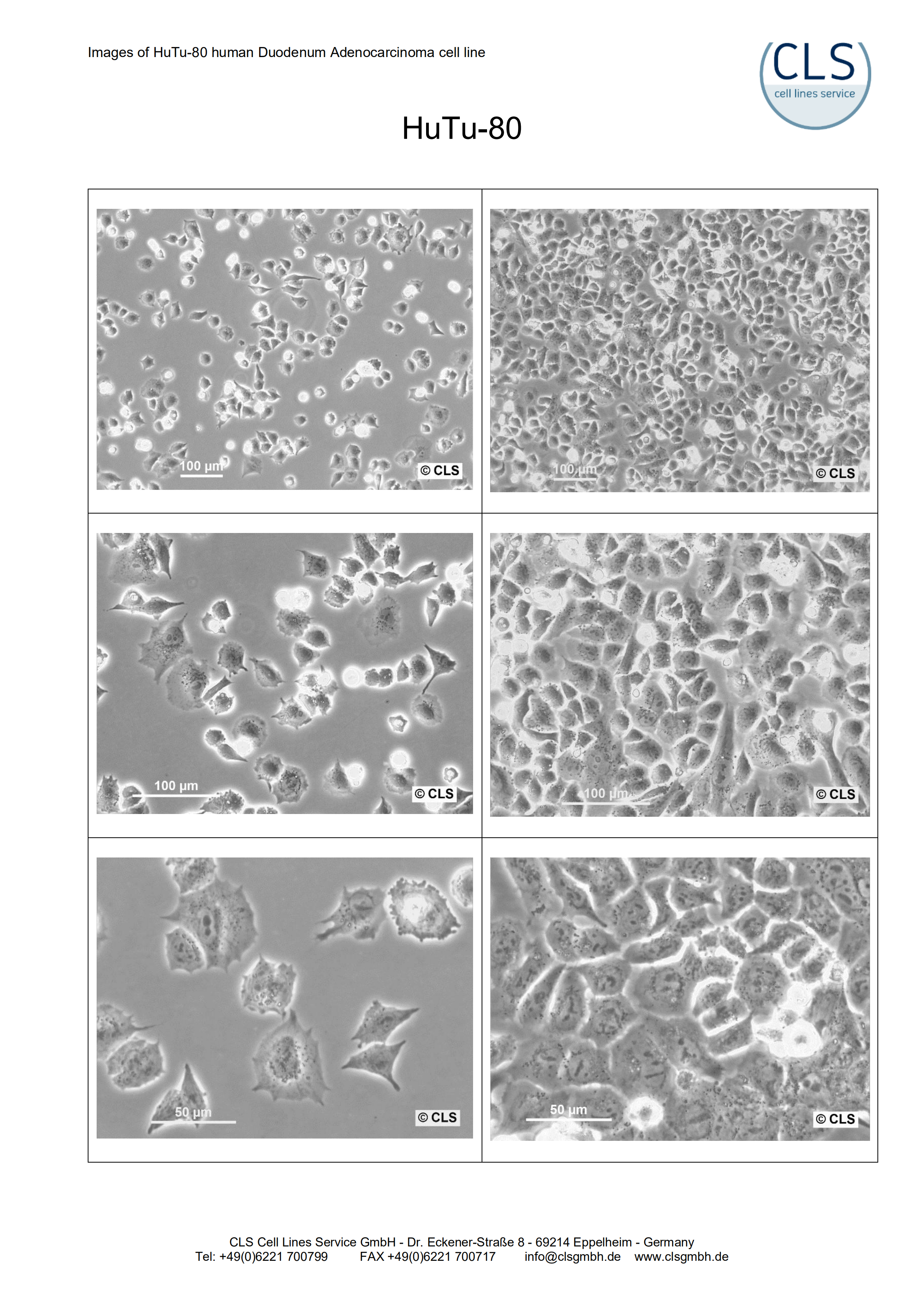 HuTu-80【HUTU 80; Hutu 80; HuTu
