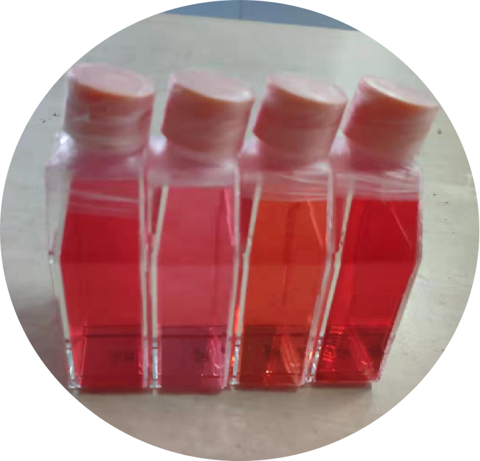 小鼠T淋巴细胞/免疫荧光鉴定