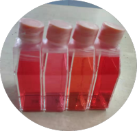 小鼠T淋巴细胞/免疫荧光鉴定