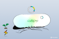 Ar.Qual  Electroporation-Competent Cell