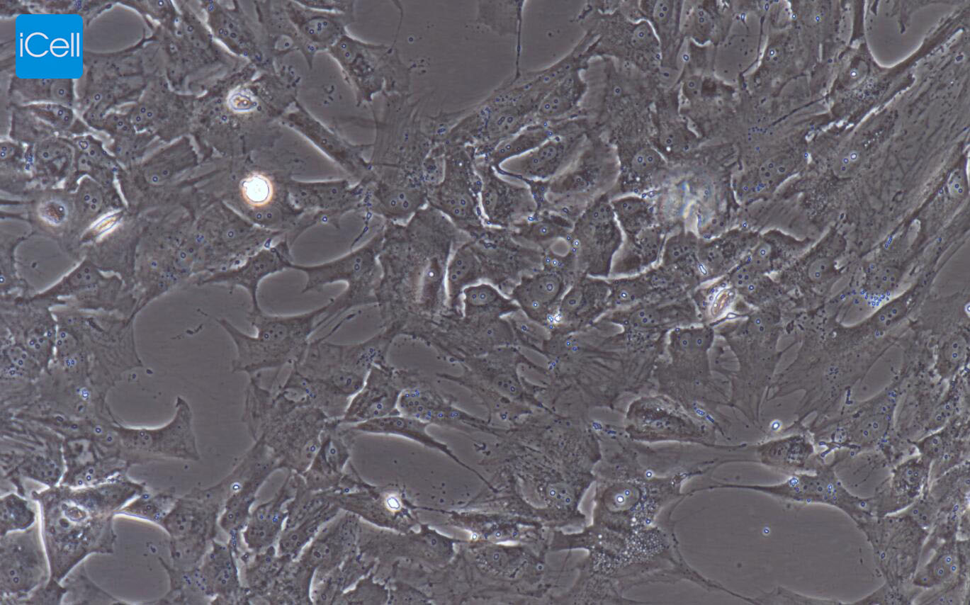 大鼠膀胱上皮细胞/免疫荧光鉴定/镜像绮点（Cellverse）