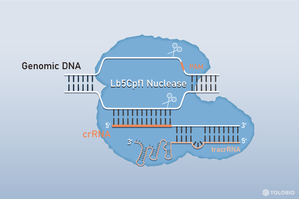 CRISPR Cpf1核酸酶